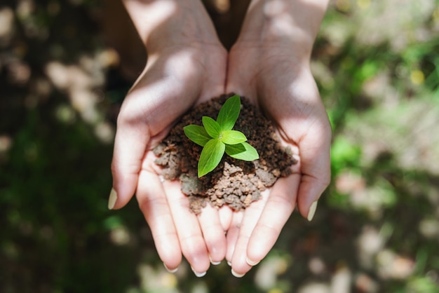 Mano de mujer sosteniendo la planta de brote, planta de plántula en el suelo. Vista superior.