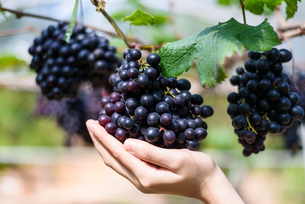 Mano de mujer sosteniendo un racimo de uvas rojas