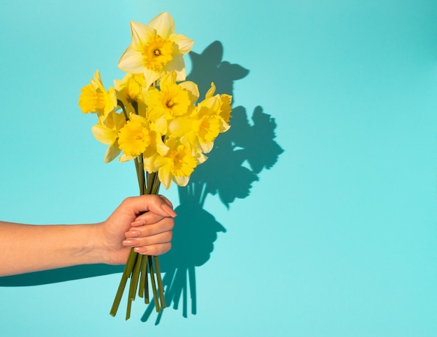 Mano de mujer sosteniendo un ramo de narcisos amarillos en flor sobre fondo azul Concepto mínimo de primavera