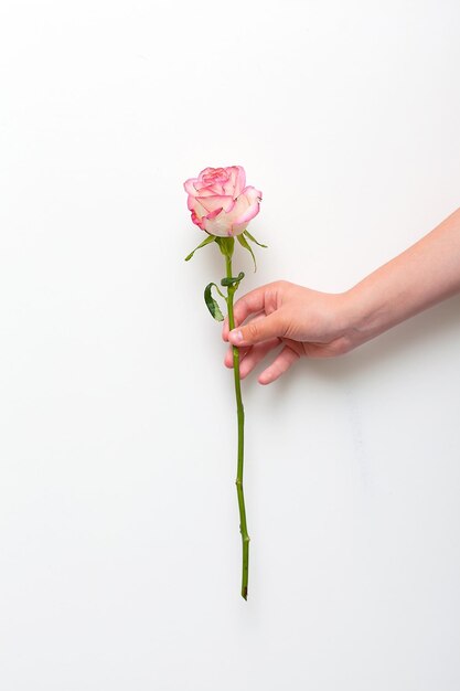 Mano de mujer sosteniendo una rosa rosa sobre fondo blanco aislada