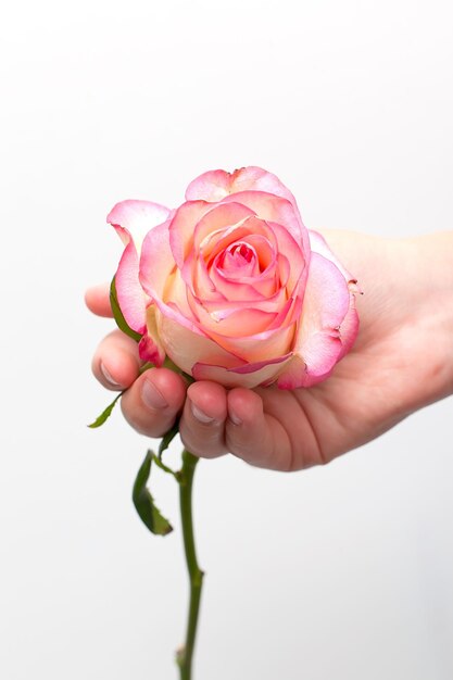 Mano de mujer sosteniendo una rosa rosa sobre fondo blanco aislado