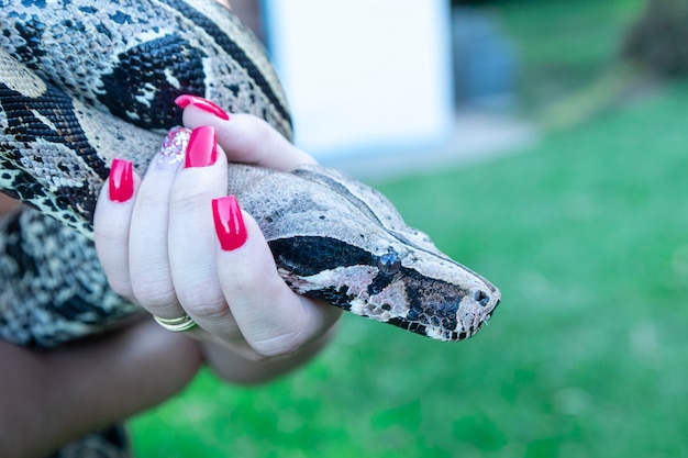 Mano de mujer sosteniendo una serpiente boa constrictor