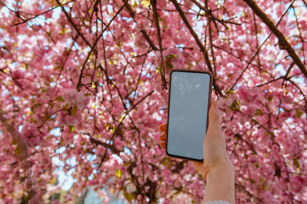 Mano de mujer sosteniendo teléfono con pantalla blanca floreciente árbol de sakura en el fondo
