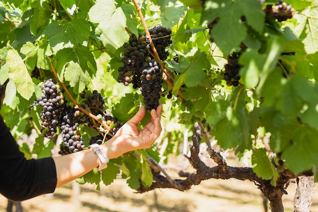 Mano de mujer sosteniendo uva negra en viñedo