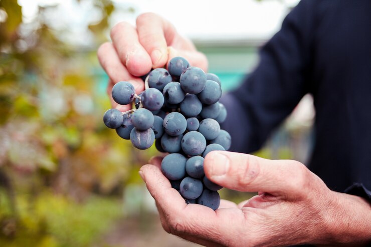 Foto mano de mujer sosteniendo uvas negras