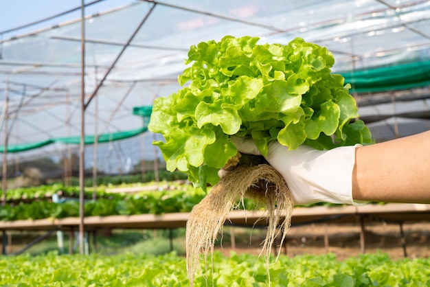 Mano de mujer sosteniendo Verduras en la planta vertical de invernadero inteligente de la granja hidropónica para el fondo Verduras orgánicas frescas cosechadas Campo de cultivo Agricultura Granja de plantas de ensalada para la salud