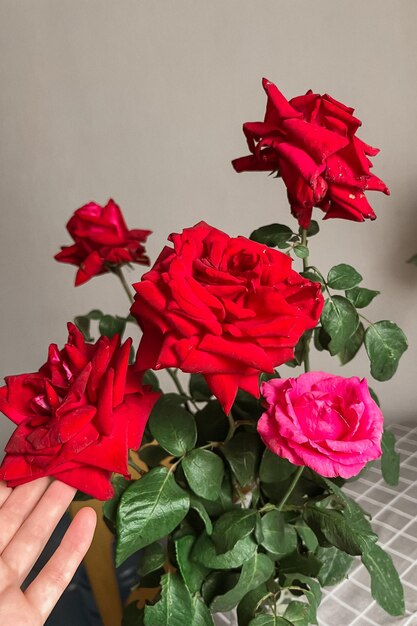 La mano de una mujer sostiene los capullos de rosas rojas Ramo de rosas de jardín en casa Decoración interior Una agradable sorpresa