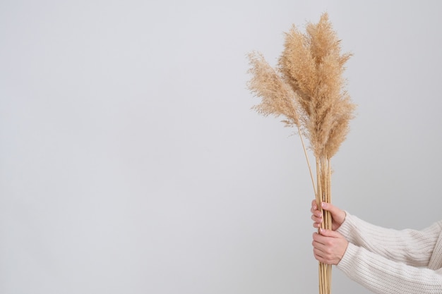 Mano de mujer sostiene la hierba de la pampa. Tallo de pluma de caña