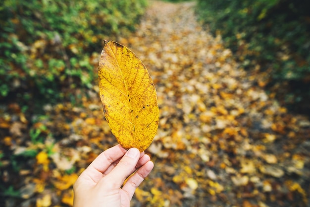 La mano de la mujer sostiene la hoja amarilla en el fondo de las hojas caídas en el sendero del bosque de otoño