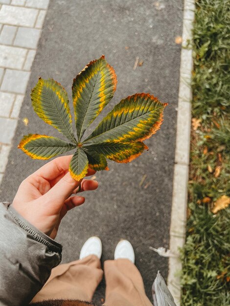 La mano de una mujer sostiene una hoja de castaño de otoño amarillenta contra el fondo de un camino en el parque Otoño en el parque de la ciudad