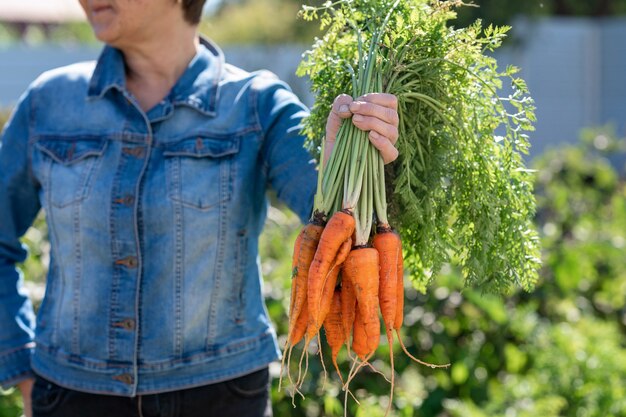 La mano de la mujer sostiene un montón de zanahorias Verduras recién cortadas