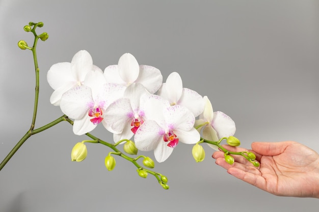 La mano de la mujer sostiene una rama de flores de orquídeas phalaenopsis sobre fondo gris