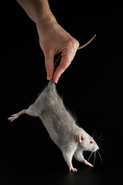 Foto la mano de una mujer sostiene una rata por la cola el roedor fue atrapado ratón gris aislado sobre un fondo negro lugar para la inscripción y el título