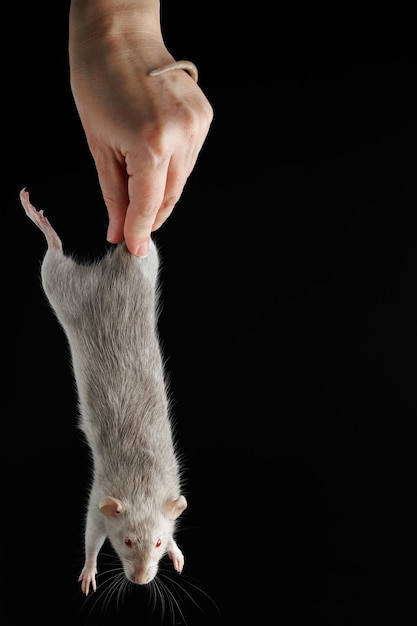 La mano de una mujer sostiene una rata por la cola El roedor fue atrapado Ratón gris aislado sobre un fondo negro Lugar para la inscripción y el título