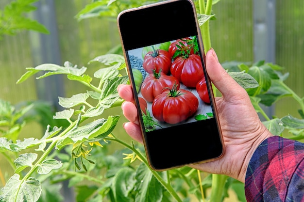 La mano de una mujer sostiene un teléfono con una foto de tomates que plantó en un invernadero.