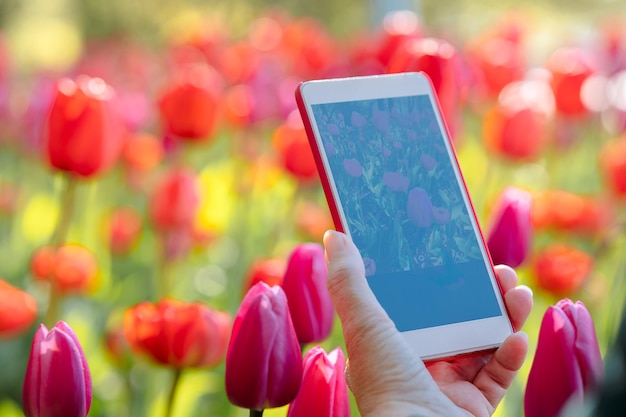 Mano de mujer con teléfono fotografiando tulipanes rojos en