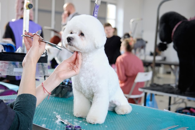 La mano de una mujer con tijeras corta el hocico de un perro Bichon Frise