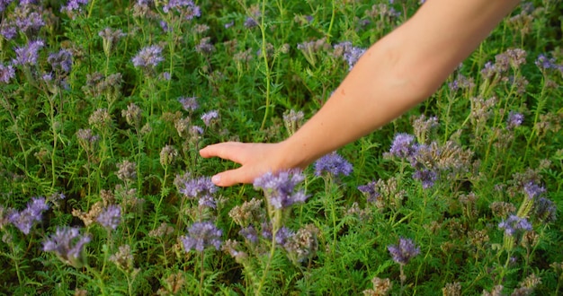 La mano de la mujer toca con ternura la parte superior de la flor morada en el campo Vista del campo de gran