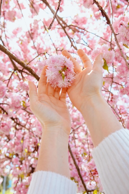 Foto mano de mujer tocando el árbol floreciente de sakura