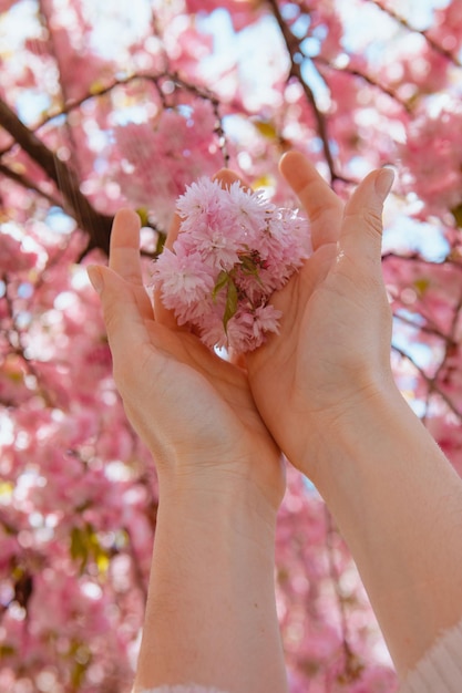 Mano de mujer tocando el árbol floreciente de sakura