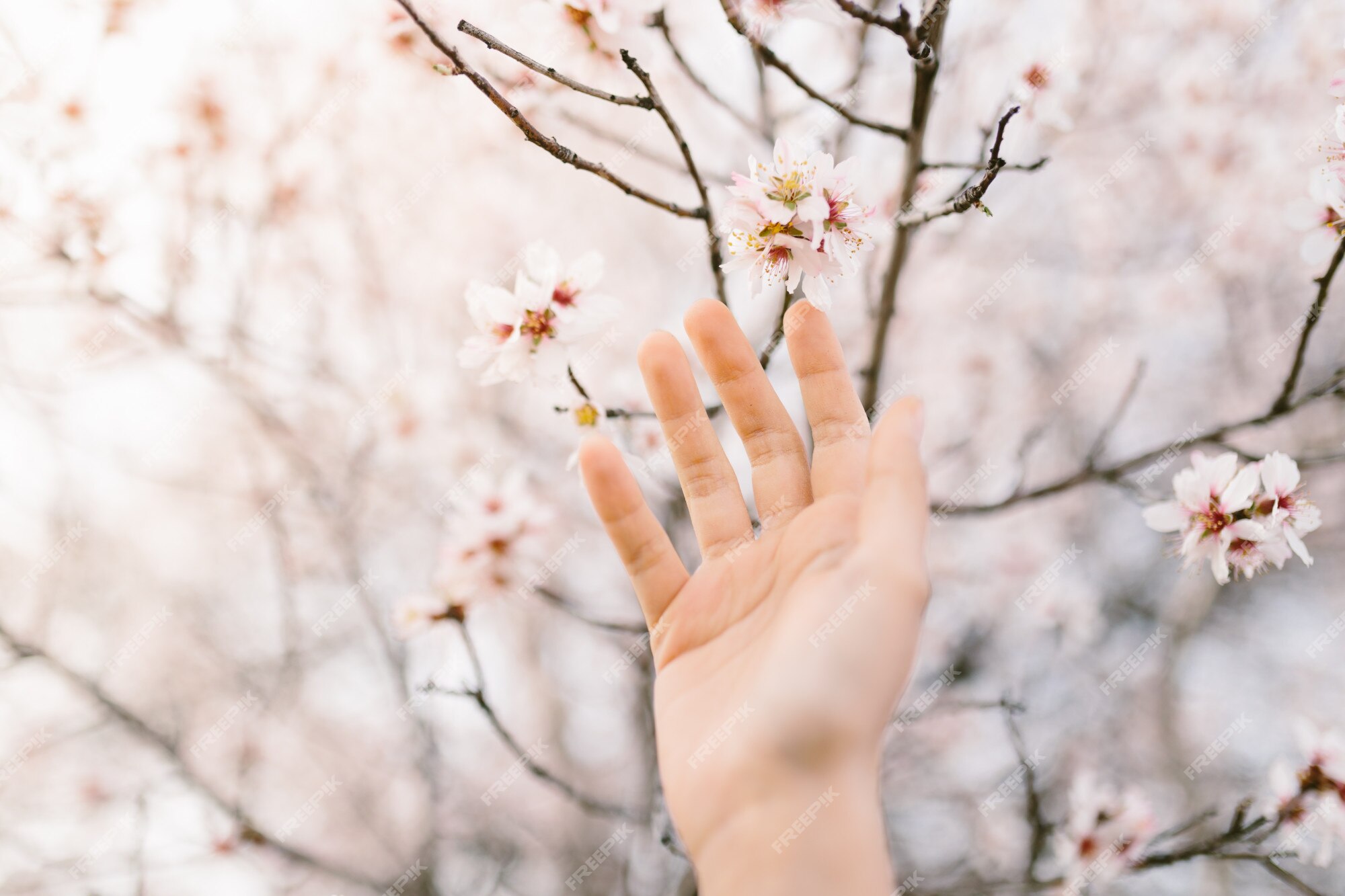 Mano de mujer tocando el árbol de flores de almendro. cerezo con flores  tiernas. increíble comienzo de la primavera. enfoque selectivo. concepto de  flores | Foto Premium