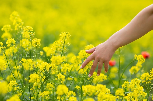 mano de mujer tocando flores amarillas de canola