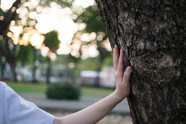 Mano de la mujer tocar un árbol