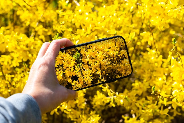 Mano de mujer tomar una foto por teléfono móvil Flor amarilla en un día soleado de primavera