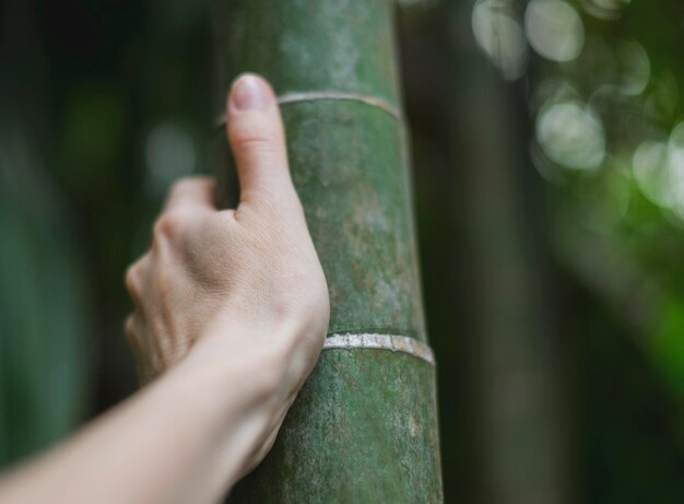 Mano de mujer en un tronco de árbol de bambú