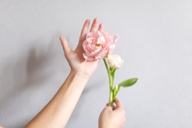 Mano de mujer con uñas perfectas sostienen tulipán rosa de primavera sobre fondo gris Enfoque suave