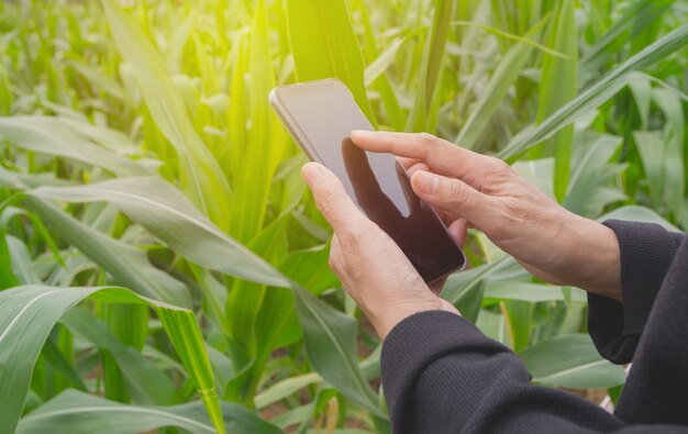 Mano de mujer usando teléfono inteligente, chat personal y redes sociales en el fondo de la naturaleza.