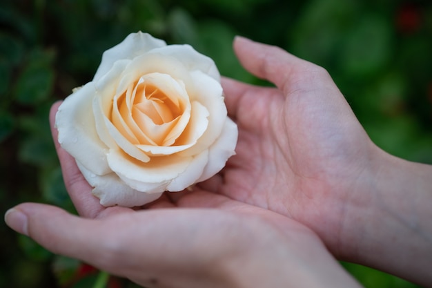 Mano de las mujeres que sostiene la rosa amarilla en jardín.