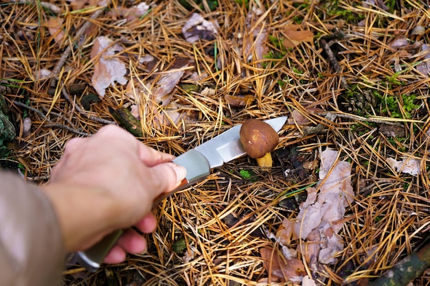 La mano con una navaja de bolsillo corta un pequeño hongo marrón que crece en el bosque entre las agujas de pino. Se encontró un hongo bolete de laurel mientras recogía hongos en el otoño.