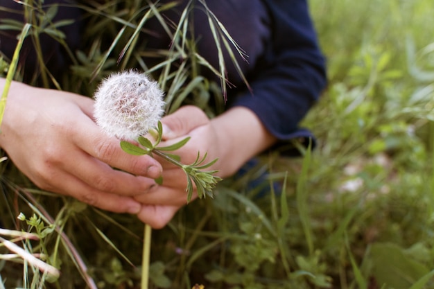 MANO DEL NIÑO QUE ESCOGE UN DANDELIÓN BLANCO EN EL FONDO DE HIERBA.