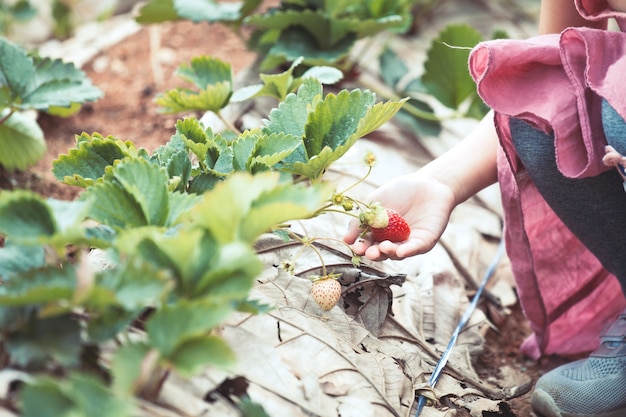 Mano de niña asiática niño recogiendo fresas frescas