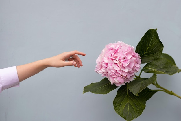 La mano de una niña busca una flor de hortensia