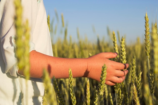 Mano de niña con espigas en el campo de verano de cerca