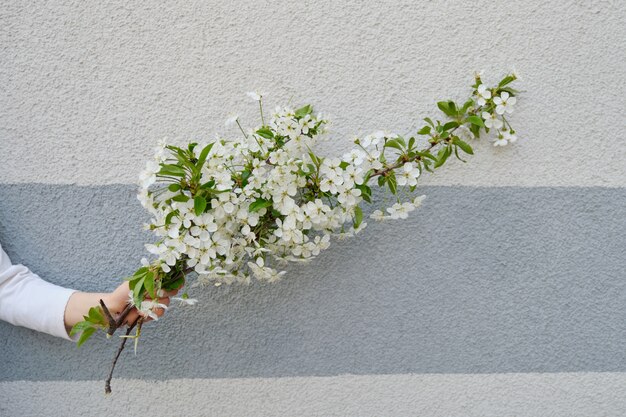 Mano niña con flores blancas rama de cerezo en flor, fondo de pared gris