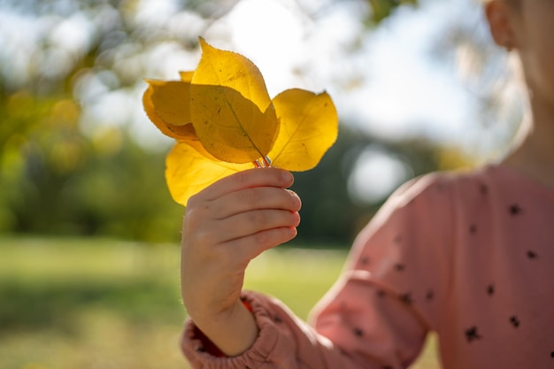 Mano de niña sosteniendo una hoja de otoño dorada recogida contra el sol brillante concepto de temporada de otoño alto