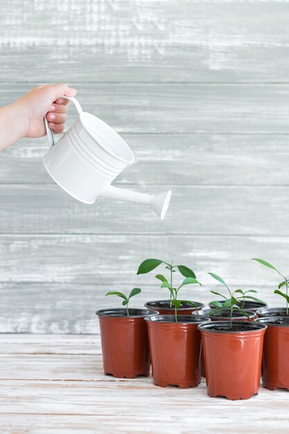 La mano del niño con agua blanca puede y nuevas plantas verdes en macetas marrones.