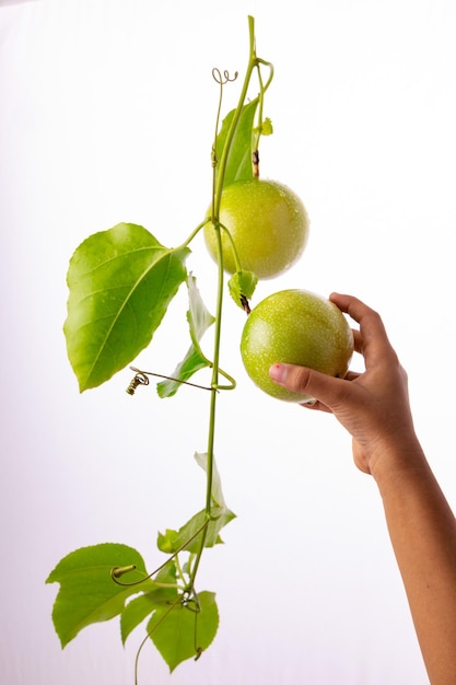 Foto una mano de niño arrancando fruta de la pasión verde de la vid con fondo blanco texturizado aislado