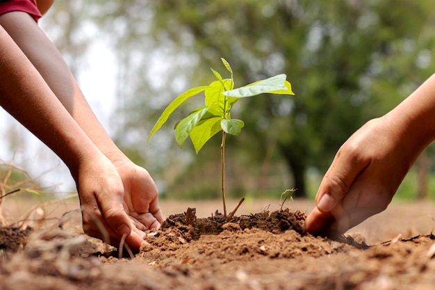 Foto la mano del niño ayudando a un adulto a plantar un árbol pequeño en el jardín