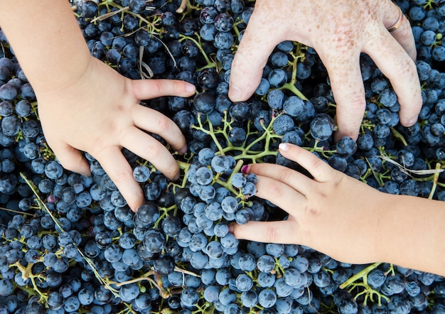 Mano de niño en la cesta de uvas