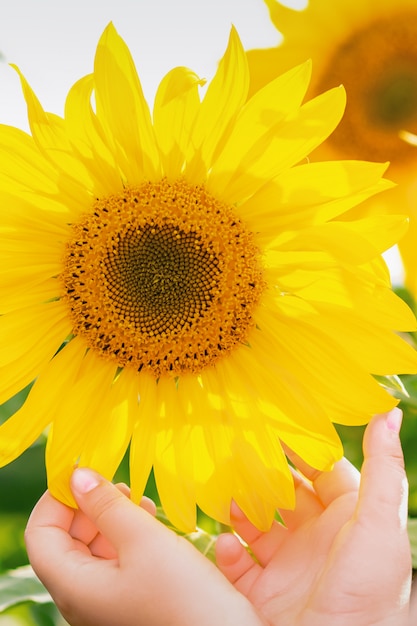 Mano de niño con girasol.