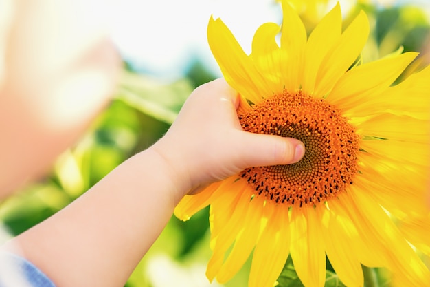 Foto mano de niño con girasol.