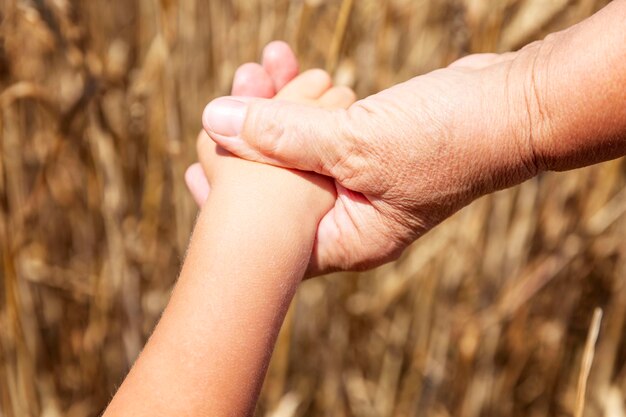 La mano de un niño en la mano de un anciano Campo de trigo en un día soleado Primer plano