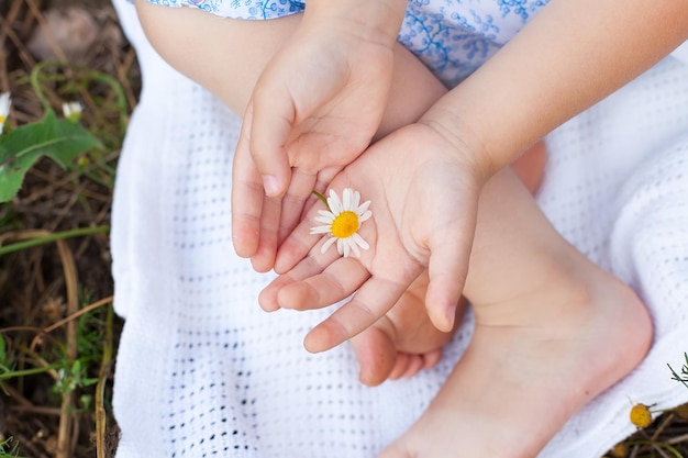 La mano de un niño pequeño toca las margaritas en la hierba verde primavera