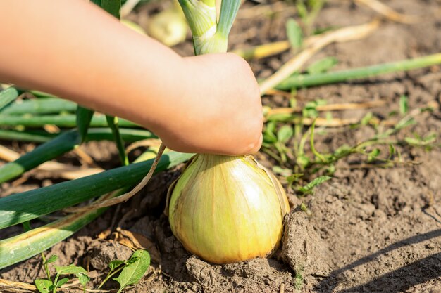 La mano del niño recogiendo cebolla de tierra seca.