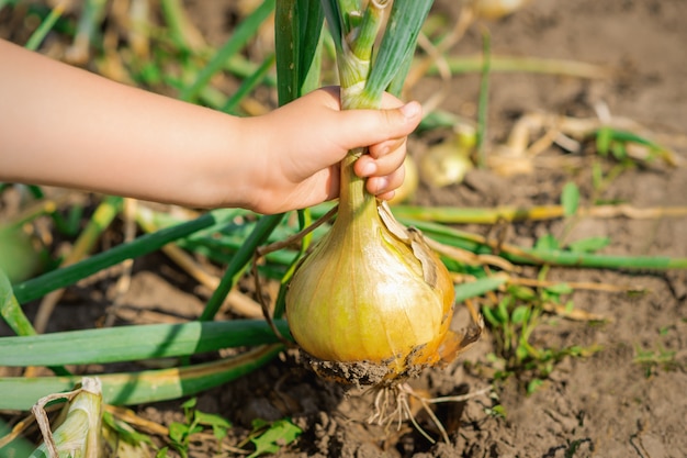 La mano del niño recogiendo cebolla de tierra seca.