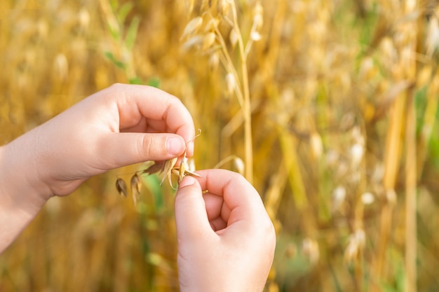 La mano del niño sosteniendo las espigas de avena.